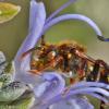 Nomada signata